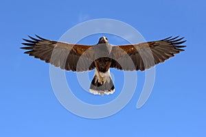 Harris Hawk in flight