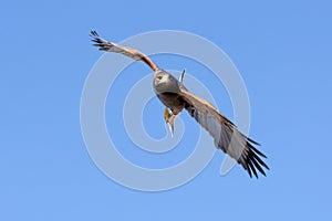 Harris Hawk in flight