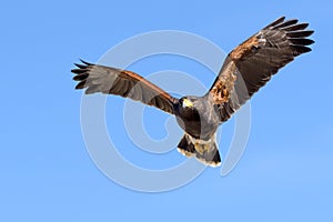 Harris Hawk in flight