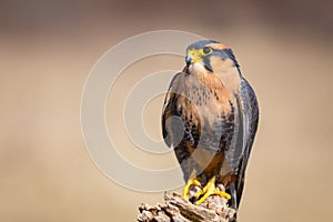 Harris Hawk