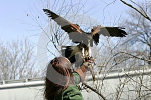 Harris hawk landing