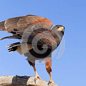 Harris Hawk