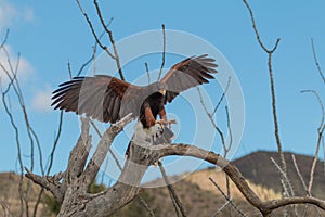 Harris Hawk Landing on a Branch