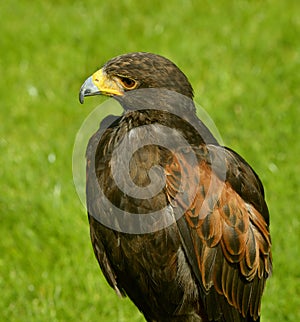 Harris Hawk