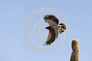 A Harris Hawk launches from a perch on top of a saguaro cactus