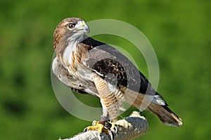 Harris Hawk looking over shoulder