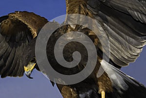 Harris Hawk (male)