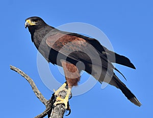 Harris Hawk (Parabuteo unicinctus)