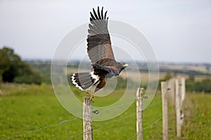 Harris Hawk, parabuteo unicinctus, Adult in Flight, Taking off from Post