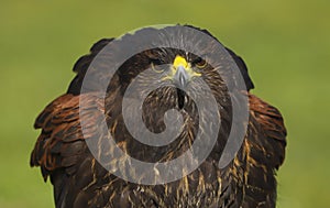 Harris Hawk Parabuteo unicinctus Bird of Prey