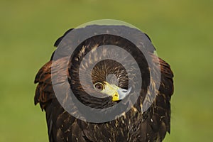 Harris Hawk Parabuteo unicinctus Bird of Prey