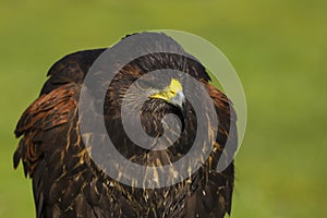 Harris Hawk Parabuteo unicinctus Bird of Prey