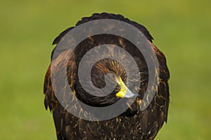 Harris Hawk Parabuteo unicinctus Bird of Prey