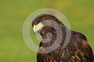 Harris Hawk Parabuteo unicinctus Bird of Prey