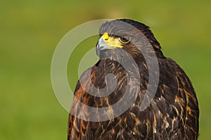 Harris Hawk Parabuteo unicinctus Bird of Prey