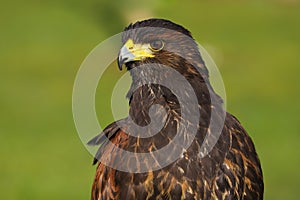 Harris Hawk Parabuteo unicinctus Bird of Prey