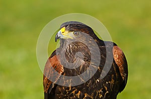 Harris Hawk Parabuteo unicinctus Bird of Prey