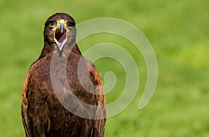 Harris Hawk Parabuteo unicinctus Bird of Prey