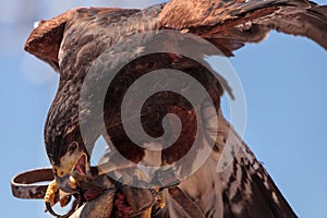 Harris Hawk Parabuteo unicinctus a bird of prey