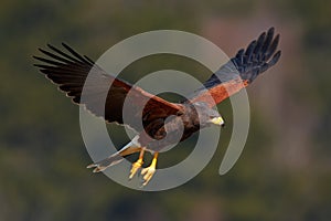 Harris Hawk