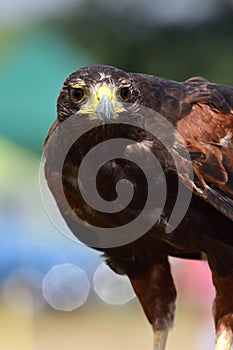 Harris hawk parabuteo unicinctus