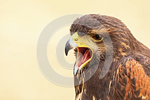 Harris Hawk Parabuteo unicinctus falcon closeup.