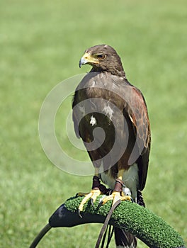Harris Hawk