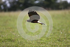 Harris Hawk, parabuteo unicinctus, in Flight