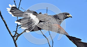 Harris Hawk Parabuteo unicinctus flying