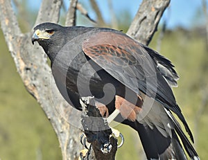 Harris Hawk Parabuteo unicinctus