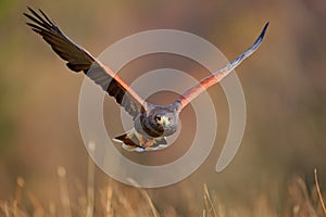 Harris Hawk, Parabuteo unicinctus, landing. Wildlife animal scene from nature. Bird, face flight. Flying bird of prey. Wildlife sc photo