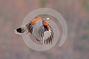 Harris Hawk, Parabuteo unicinctus, landing. Wildlife animal scene from nature. Bird in fly. Flying bird of prey. Wildlife scene fr