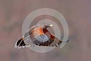 Harris Hawk, Parabuteo unicinctus, landing. Wildlife animal scene from nature. Bird in fly. Flying bird of prey. Wildlife scene fr