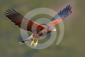 Harris Hawk, Parabuteo unicinctus, landing. Wildlife animal scene from nature. Bird in fly. Flying bird of prey. Wildlife scene fr photo