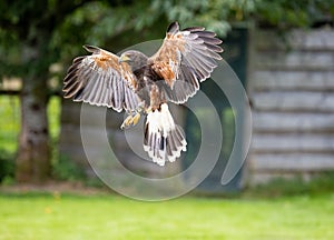 Harris Hawk - Parabuteo unicintus - at a display