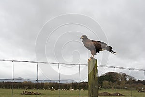 Harris Hawk perched on a fence post