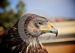 Harris Hawk profile