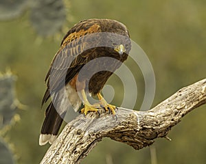 Harris` Hawk raptor glares down from his perch on tree limb