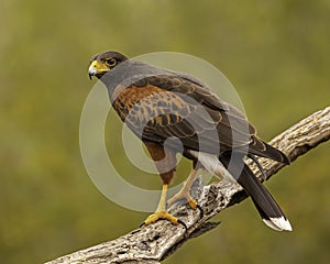 Harris` Hawk raptor poses on tree limb
