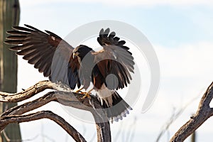 A Harris Hawk reaches for a perch with wings spread wide under the desert sun