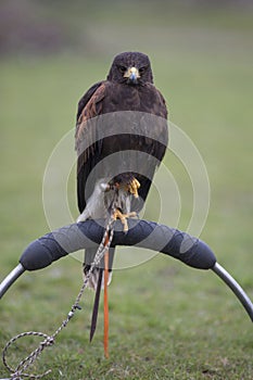 Harris hawk sitting on a perch