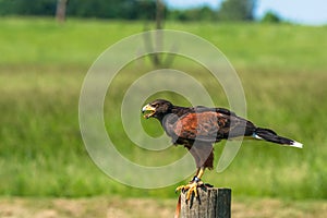 Harris hawk sitting on a wooden pole