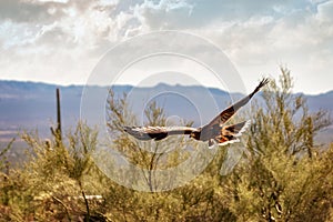 Harris Hawk Soaring Over Arizona Landscape