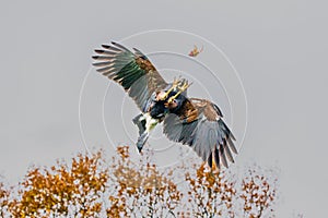 A Harris Hawk swoops in with its talons ready to grab it`s food