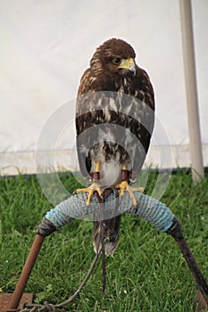 Harris Hawk