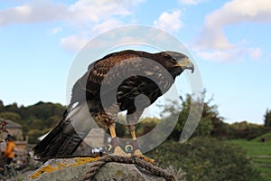Harris Hawk