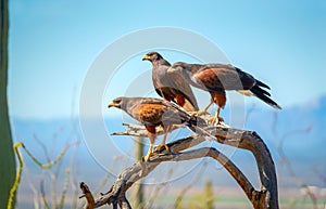 Harris Hawks on branch in Sonoran Desert