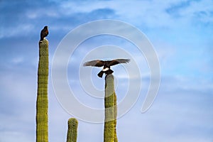 Harris Hawks in the desert. Flying and landing on saguaro cactus's in Northern Arizona, America, USA.