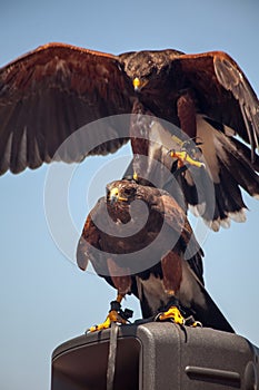 Harris Hawks