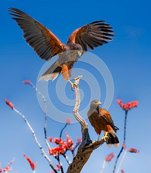 Harris Hawks on Ocotillo Branches